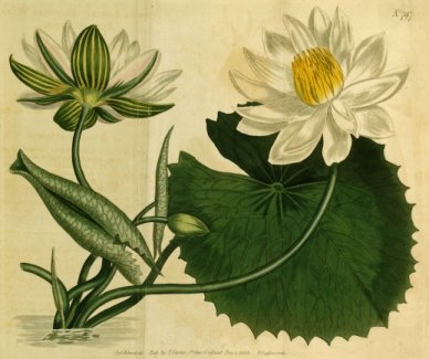 nymphaea lotus